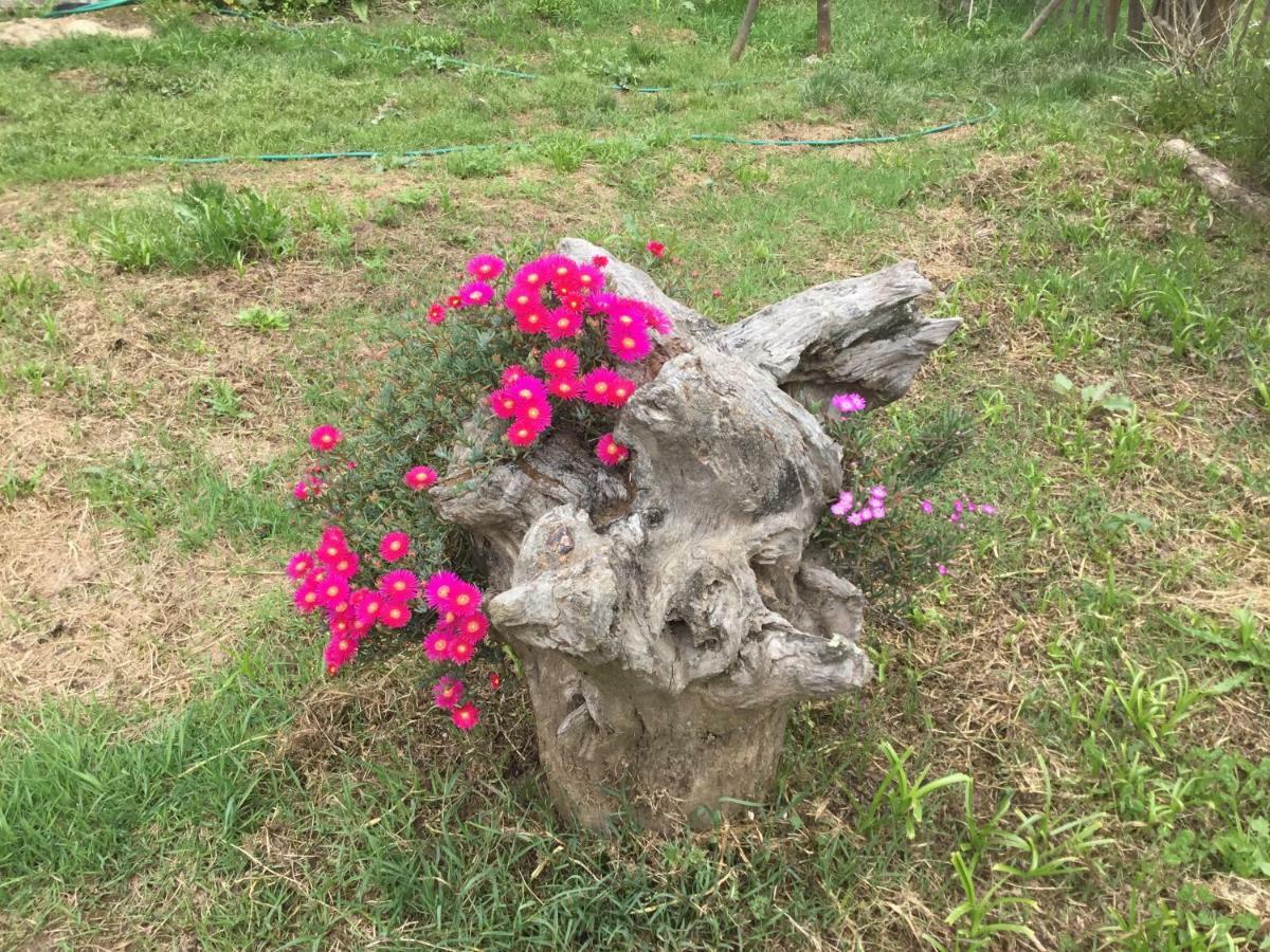 Quinta Boavista Βίλα Cercal do Alentejo Εξωτερικό φωτογραφία